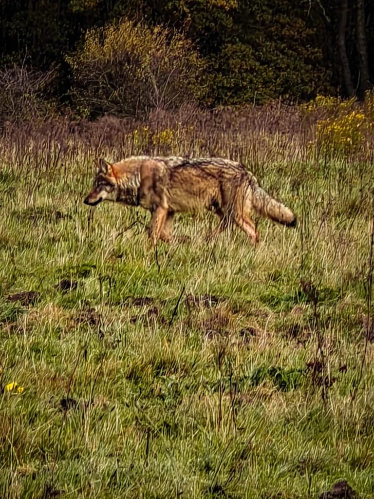 Een magische ontmoeting op de Veluwe